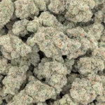 Jack Herer (Legacy) - Image 2